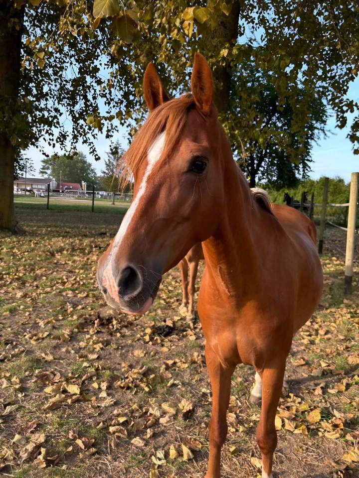 Pension chevaux Nomain