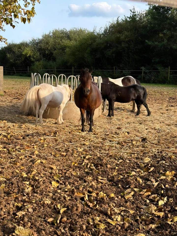 Elevage poneys Nomain