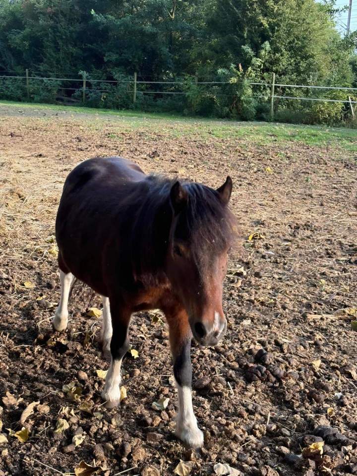 Elevage cheval Nomain