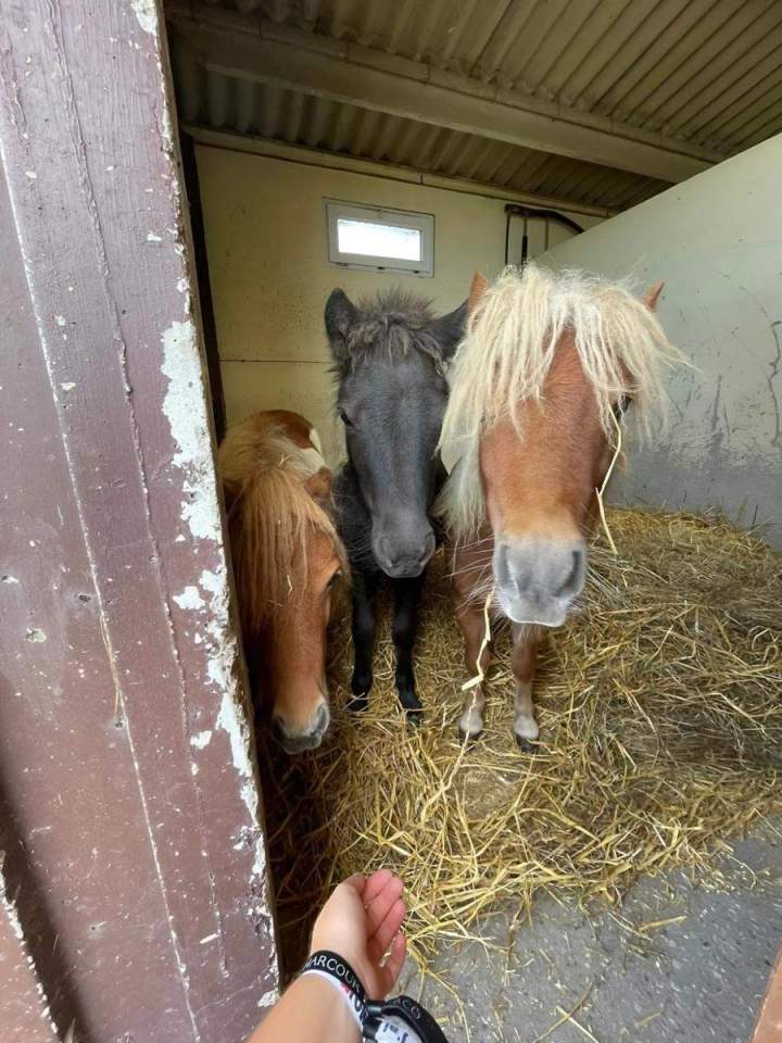 Pension équestre poney Nomain