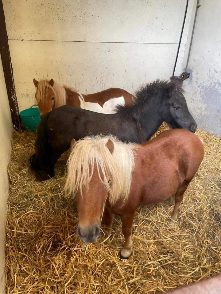 Pension poney Nomain