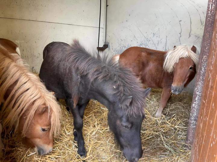 Gardiennage poney Nomain