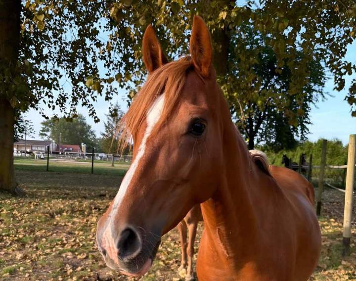 Pension pour chevaux, classique, travail ou demi-pension.